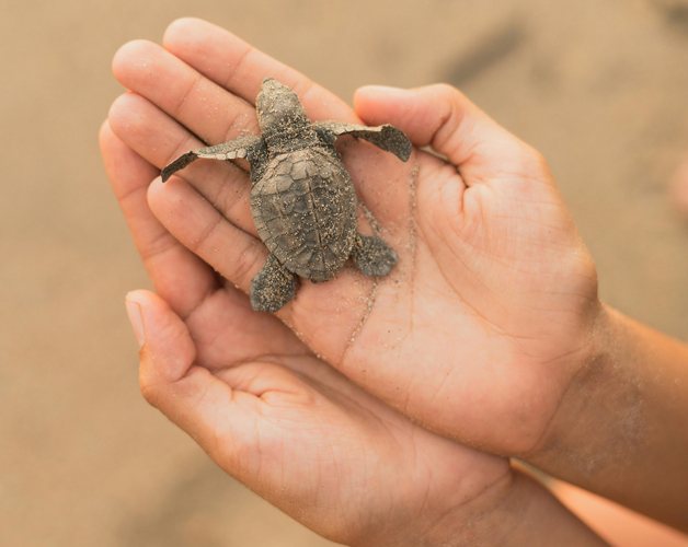 Freiwilligenarbeit mit Schildkröten