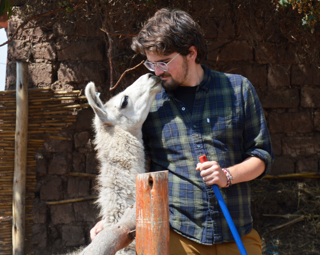 Freiwilligenarbeit Alpakas