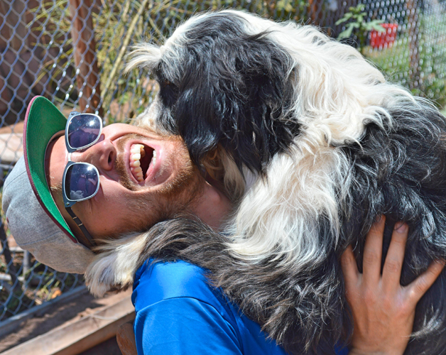 Freiwilligenarbeit Hunde